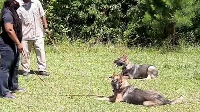 A husband and wife that works dogs together are healthy, strong, and formidable.