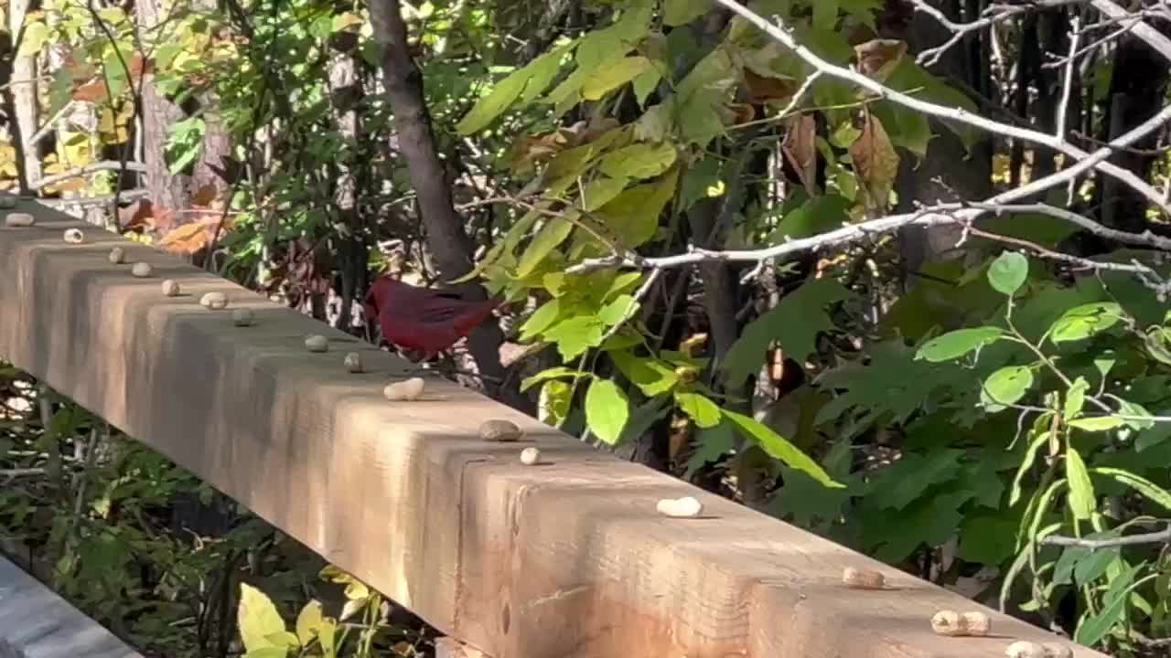 Cardinals at James Gardens Toronto