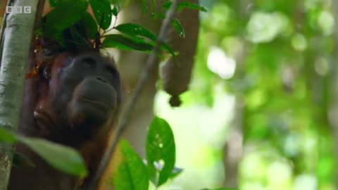 Baby Orangutan Needs a Hand I 4K UHD I Seven Worlds One Planet I BBC Earth