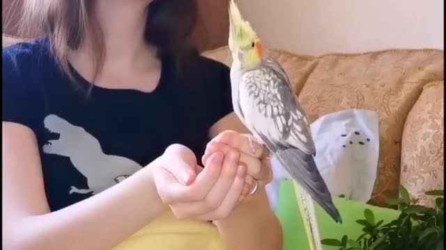 A relaxing adorable quail 😍❤️