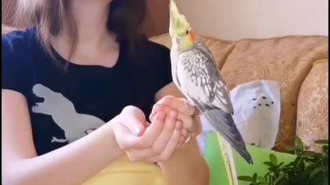 A relaxing adorable quail 😍❤️