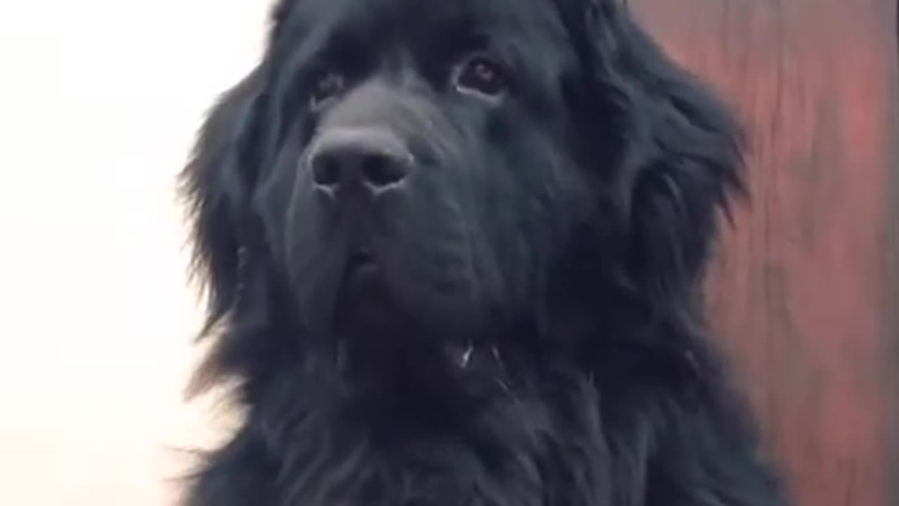 NEWFOUNDLAND _ Which Dog Should I Get_ Dog Breed Selector