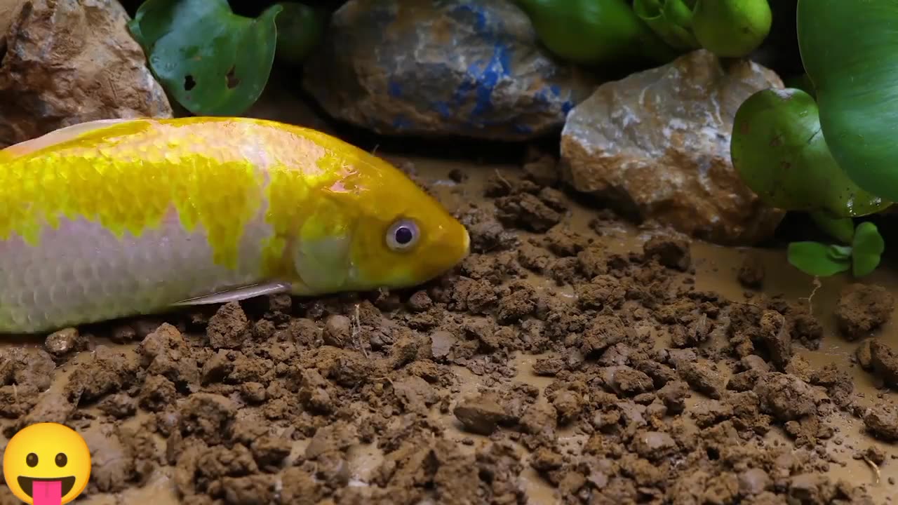 Mukbang Crocodile Cartoon Goldfish Fishing |