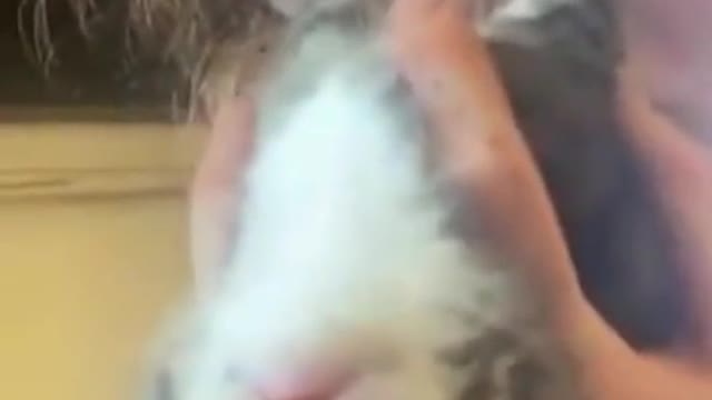 Cat and Owner