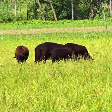 Beautiful sheep in a pasture / beautiful animals in a meadow.