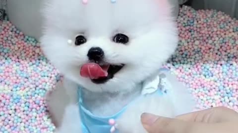 Super obedient and soft cute dog