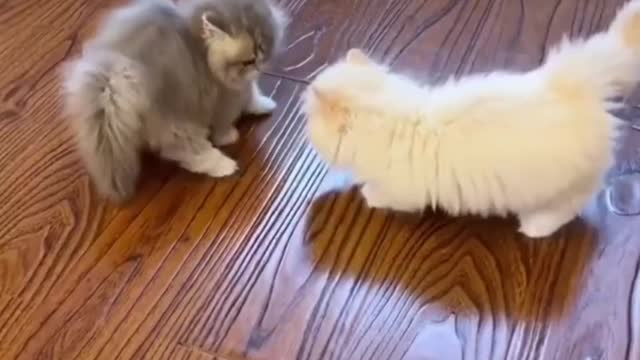 Funny Animal Videos 2022-😍Funniest Cats And Dogs Videos 🐱😍