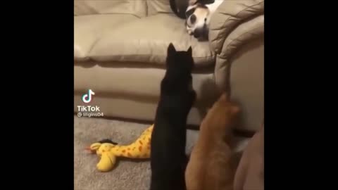 Funny Cats.Funny Cats Videos.