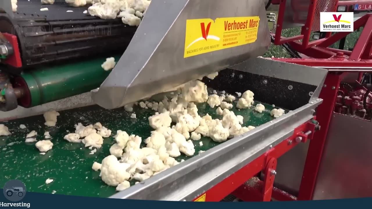 Awesome Cauliflower Cultivation Technology - Cauliflower Farming and Harvesting Machine