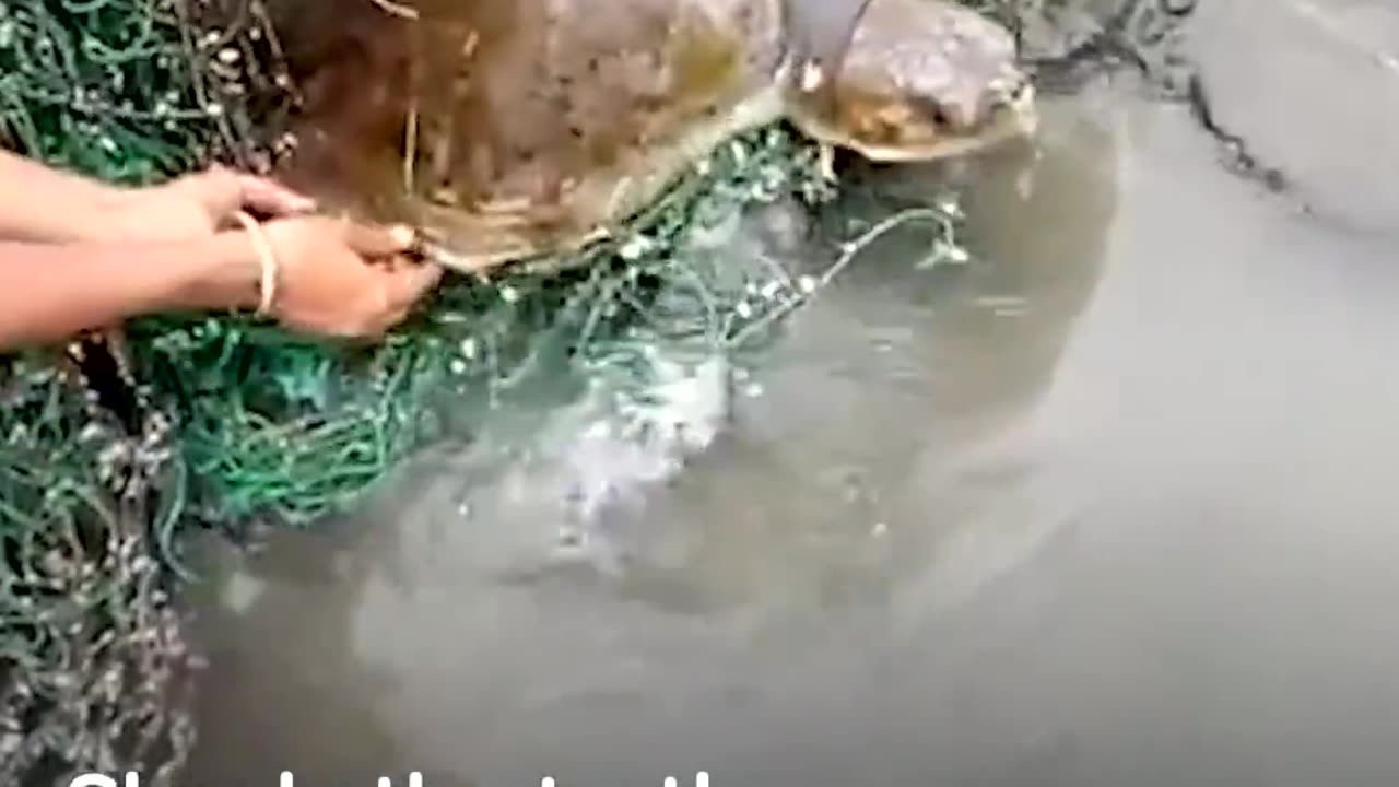 Animals Trapped In Fishing Nets Get Rescued Just In Time | The Dodo