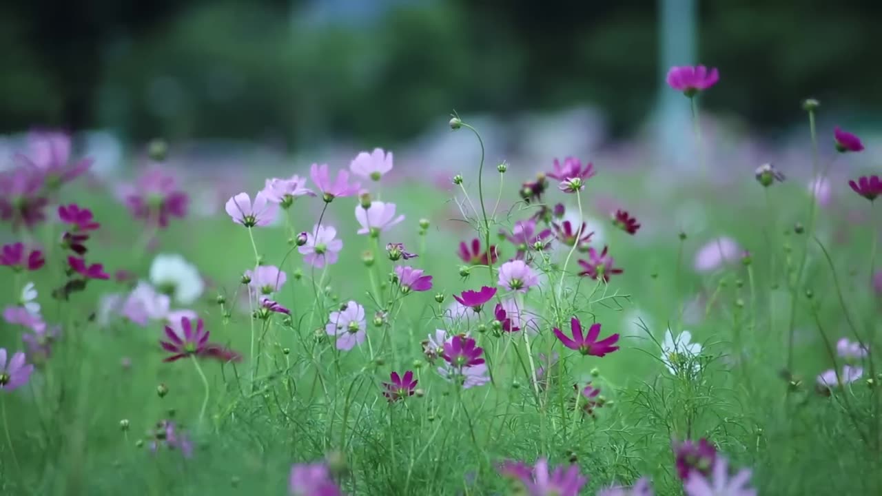 HD #flowers video. | #Amazing nature and #awesome #weather