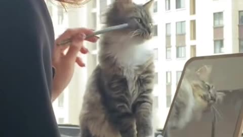 A cat who knows makeup