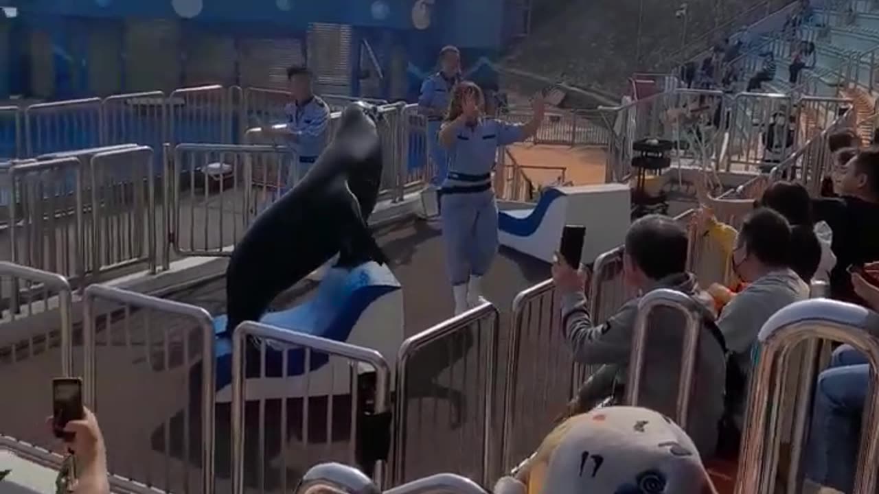 Sea lion #Hong Kong, Ocean Park