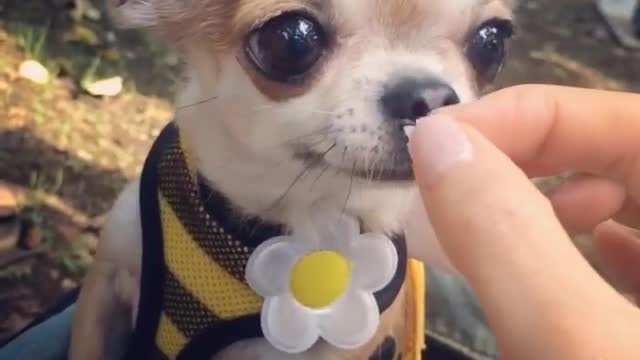 Adorable chihuahua feeding time