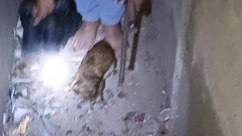 Guys Rescue a Trapped Puppy Stuck in Underground Drainage