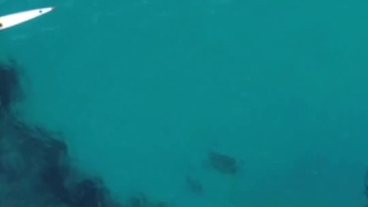 Majestic humpback whale curiously follows kayaker on an epic journey