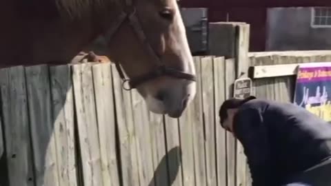 🤣 Funny animal video 😂