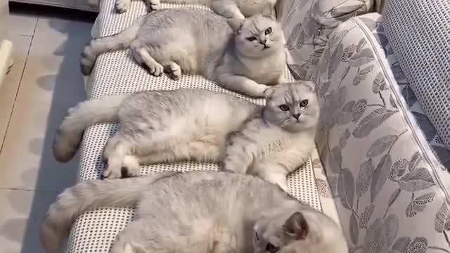 Awwwwww, Cute Cats Everywhere! 😺😍😍