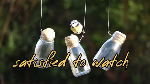 It feels satisfied to watch the birds
