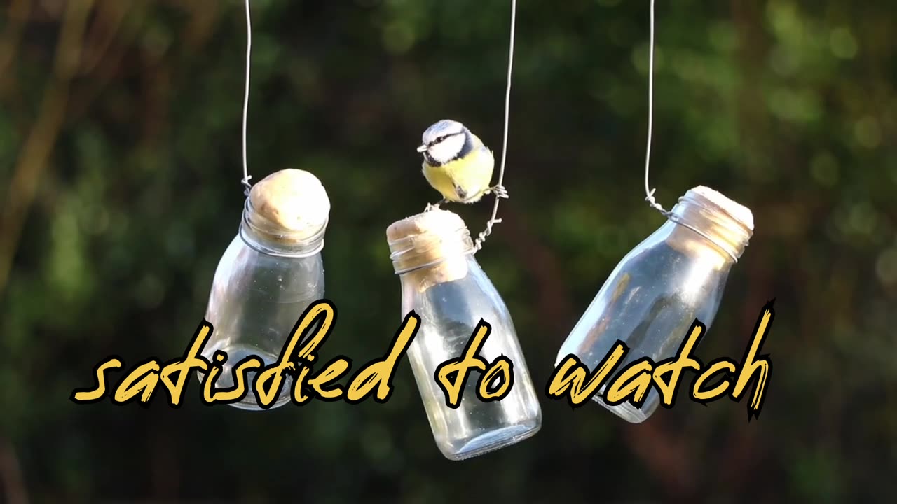 It feels satisfied to watch the birds