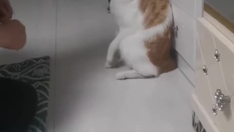 Cat best moody