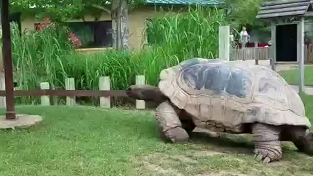 Huge turtles