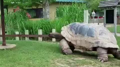 Huge turtles