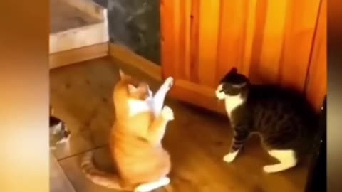 Latest funny cats