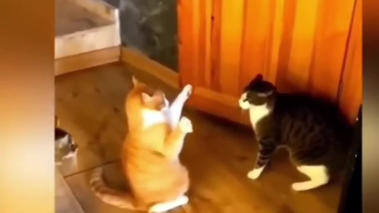 Latest funny cats