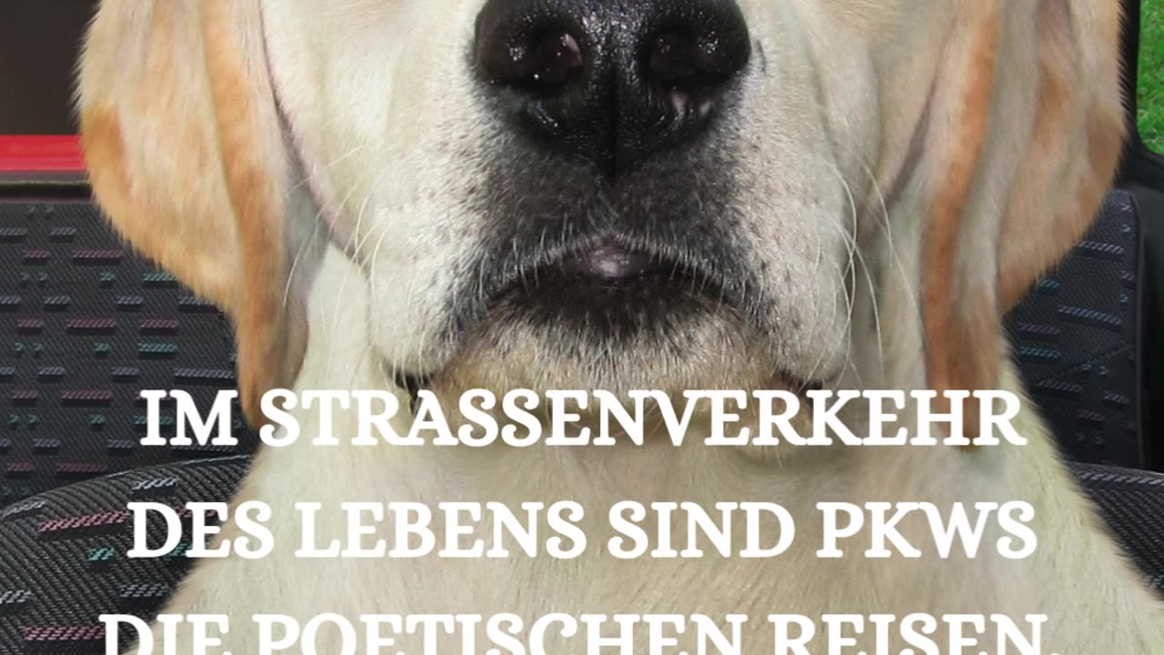 Im Straßenverkehr des Lebens