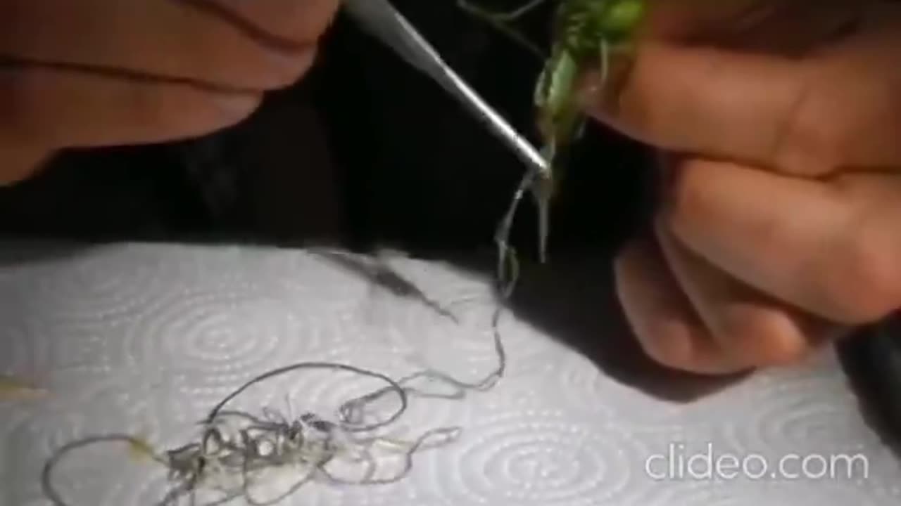 Crickets As a Source of Nutrition. Just Kidding Those Are Parasites.