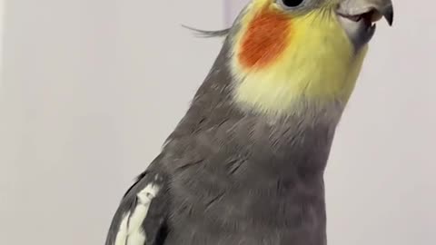 parrot singing 3