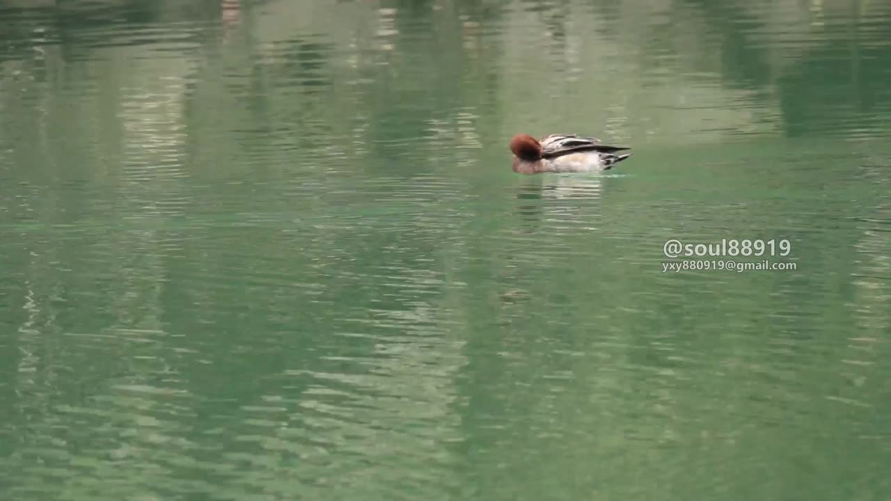 Rare animal appreciation:Eurasian Wigeon