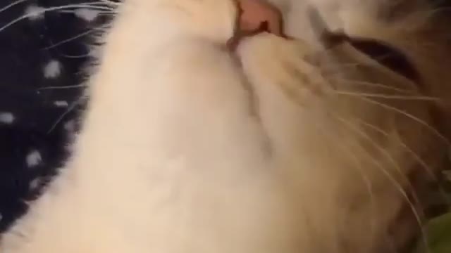 The cat sneezed?