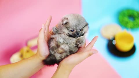 Micro teacup Pomeranian puppies for sale ♥