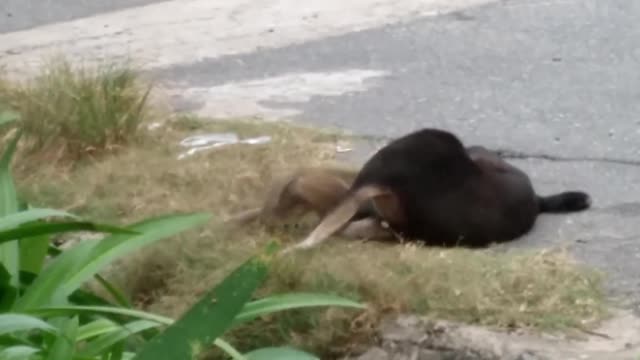 Street Dog and Monkey Enjoy Each Other's Company