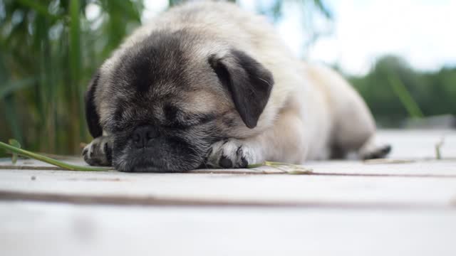 cute pug chilling