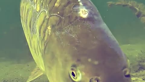 So Col Sweet fish 🐠🐟