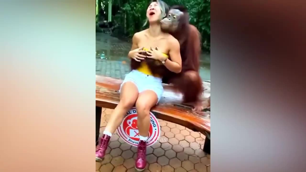 funny animals videos