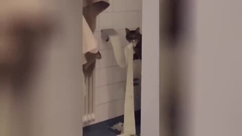 funny videos