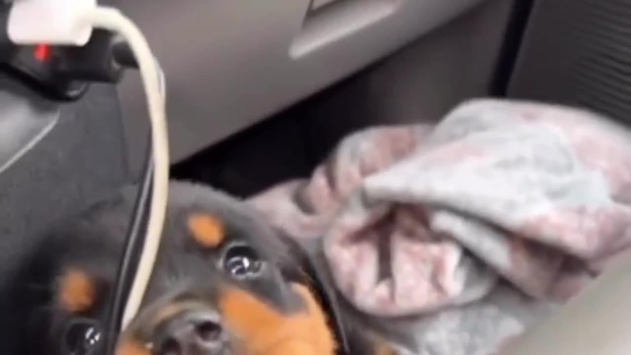 Baby dog video 🐶☺😌😊🐶🐶