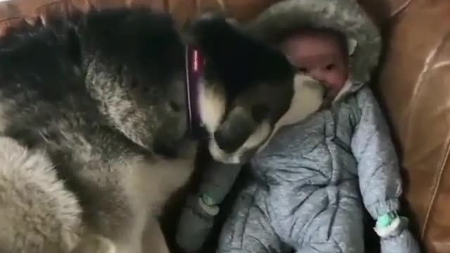 Dog bigger than child