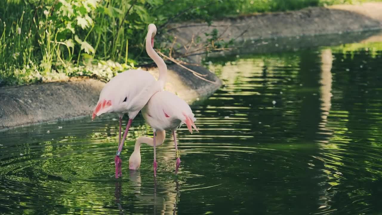 Flamingo Flamingo