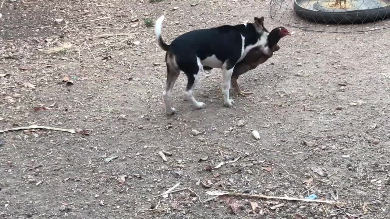 Funny Chicken and Dog Play