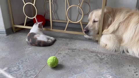 Golden Retriever and Baby Kitten are playing with a ball