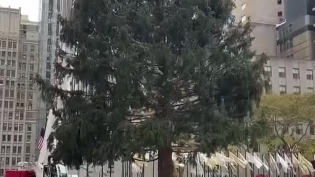 The Rockefeller Center Christmas tree, with a new one every year