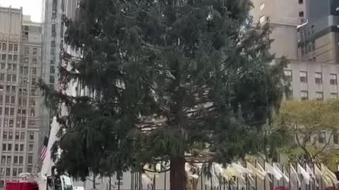 The Rockefeller Center Christmas tree, with a new one every year