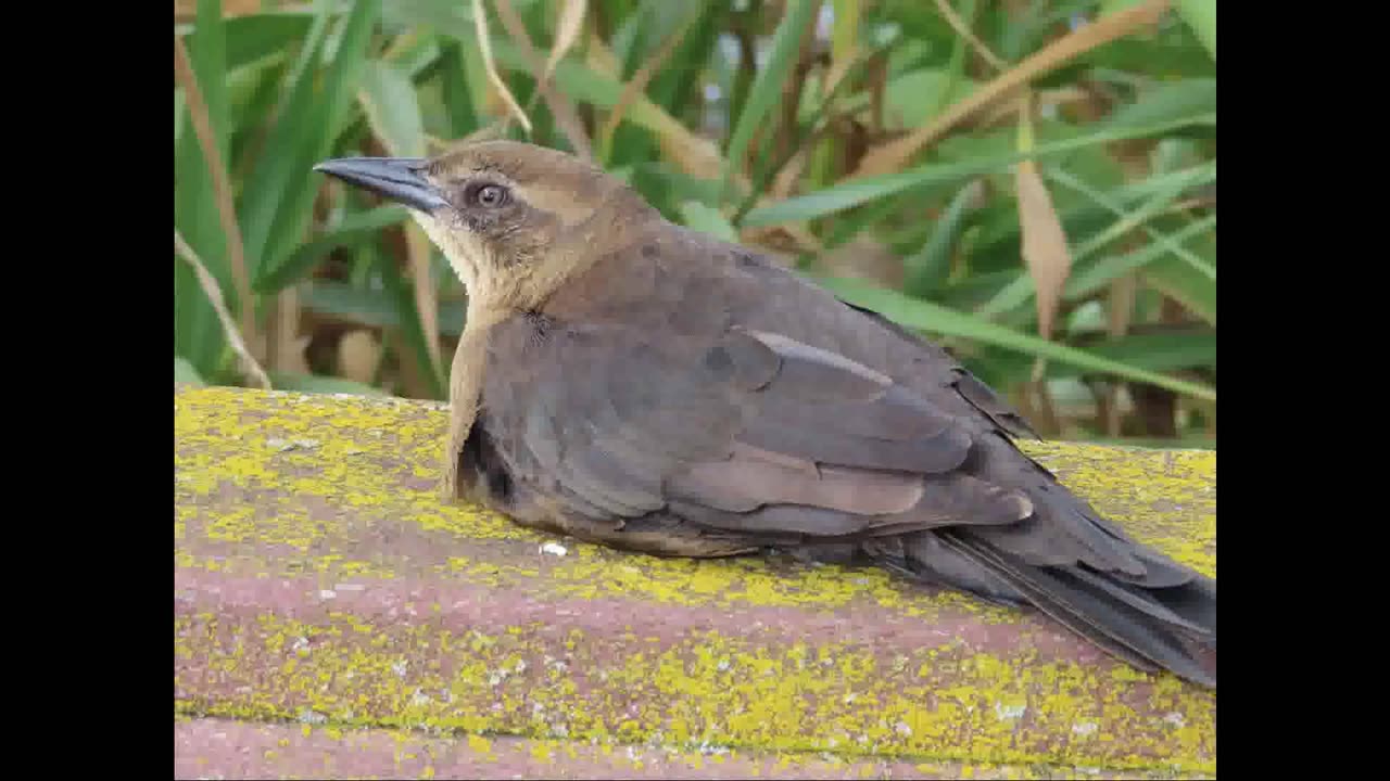 Brewer's Blackbirds Songs