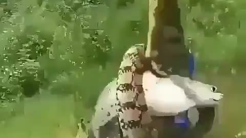 This is a beautiful and charming water-dwelling species