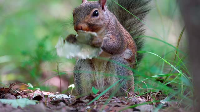 Squirrel activity in garden.